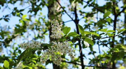 Prunus padus trees bloomed with many small white flowers on warm spring days