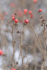 last year's red rosehip in winter, soft selective focus, blurred bokeh background, dull dreary winter nature scene. vertical image.