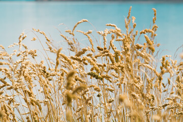Dry grass golden color long stalk, background nature grass in riverside 