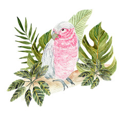 Illustration of pink parrot with tropical leaves. For prints, decor and design. 