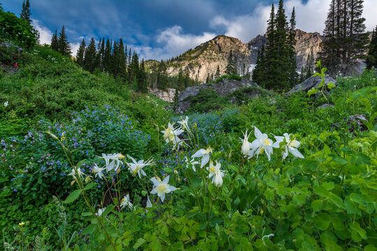 Columbine wildflowers and bluebells in Albion Basin, Alta Ski Resort, Wasatch Mountains near Park city and Salt Lake city, Utah, USA.