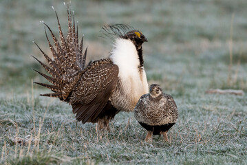 Greater sage grouse male and female at lek, Hennifer, Utah, USA.