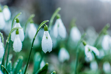 Snowdrops