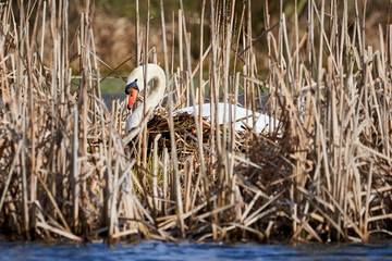 Fototapeta premium Mute swan building nest (Cygnus olor)