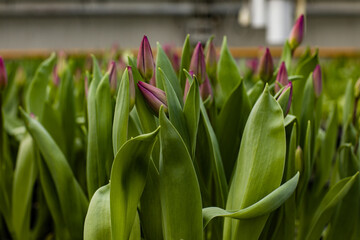 green fresh tulips growing in the greenhouse