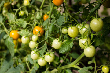 Fresh ripe yellow, orange tomatoes and unripe tomatoes on a branch, green leaves growing in the greenhouse, in the garden