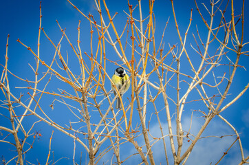 A big tit sits in the bushes.