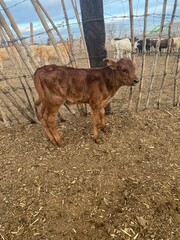 Fototapeta premium ganado