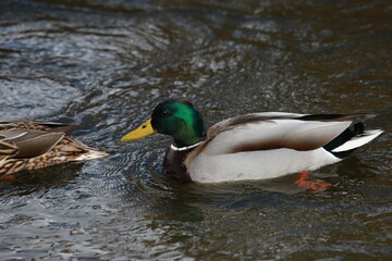 The duck swimming in the river