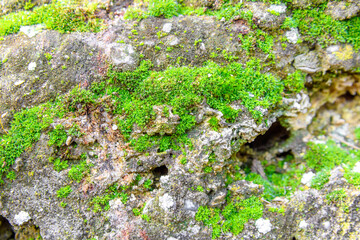 Moss texture. Moss sprouted on a stone fence. The texture can be used as a background