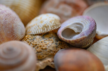 Seashells of various shapes and types. Background