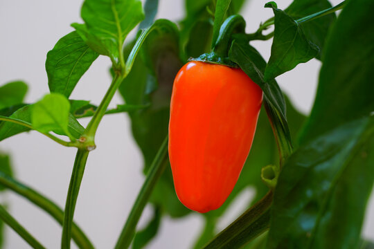 A Ripe Orange Jalapeno Pepper Growing On A Plant In The Garden