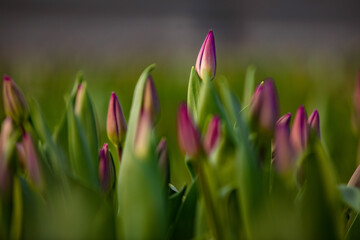 green fresh tulips growing in the greenhouse