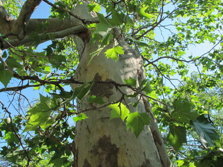 Sycamore tree with green leaves illuminated by sunbeams against a blue sky in the park