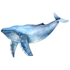 Watercolor blue whale