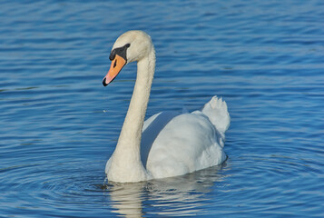 The swan on the water