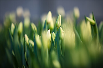 beautiful fresh tulips for mothers day growing in nature