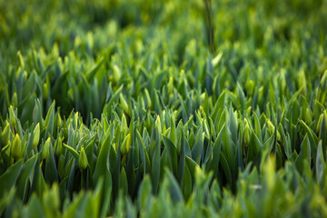 green fresh tulips growing in the greenhouse
