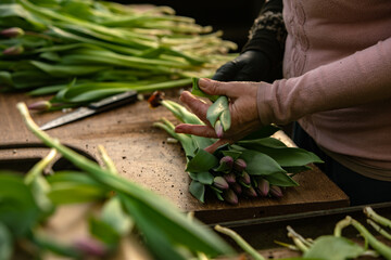 harvesting and storion of tulips plant at the greenhouse