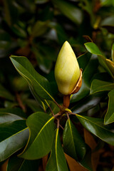 magnolia flower close-up with green leaves