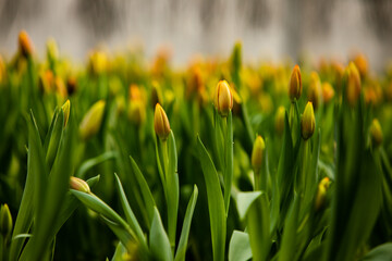 beautiful fresh tulips for mothers day growing in nature