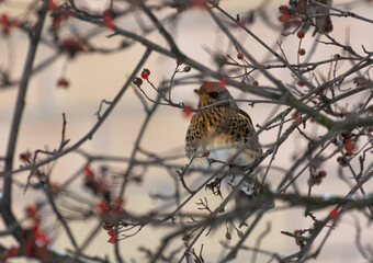 The thrush on the Rowan tree