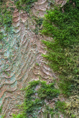 Moss and Lichen on an Old Tree Trunk