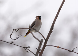 The waxwing on the Rowan tree
