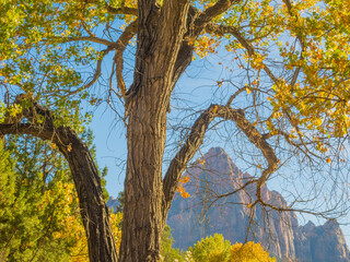 USA, Utah. Zion National Park, Cottonwood tree with The Watchman
