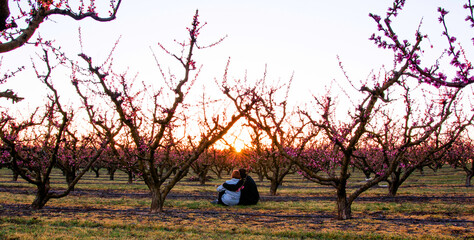 Embracing couple sitting in a field of colorful blooming fruit trees watching the sunset. Peach trees in spring with pink flowers and sun rays in spring. The good weather is here. Love is in the air.