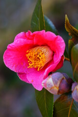 A pink camellia japonica flower in bloom