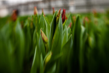 green fresh tulips growing in the greenhouse