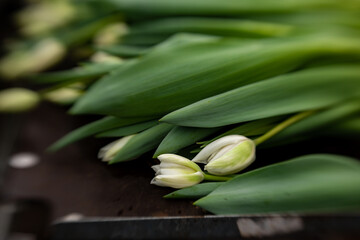 Obraz premium freshly cut tulips at the greenhouse for women's day
