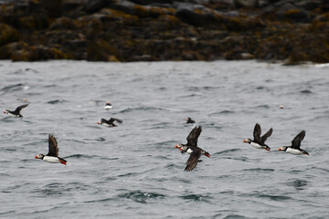 Atlantic puffins (Fratercula arctica) flying over the sea near the coast in Iceland, with one bird carrying fish in its beak