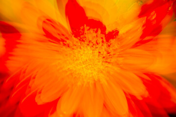 Abstract multiple exposure of a coreopsis flower in Connecticut.