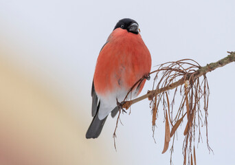 The bullfinch on the brunch