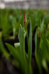 beautiful fresh tulips for mothers day growing in nature
