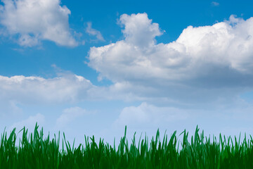 Fototapeta na wymiar Green grass and blue sunny sky spring landscape. Perfect for backgrounds