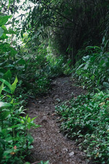 swampy road or trail surrounded by thick vegetation and green nature in the humid and beautiful colombian jungles. scary road to the south american jungle. virgin nature.