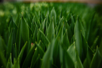 green fresh tulips growing in the greenhouse