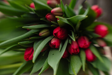 freshly cut tulips at the greenhouse for women's day