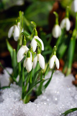 Obraz premium Tiny white snowdrop galanthus flowers in bloom emerge through the ground and snow in winter