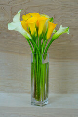 White and yellow calla lily flowers (Zantedeschia)