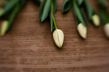 freshly cut tulips at the greenhouse for women's day