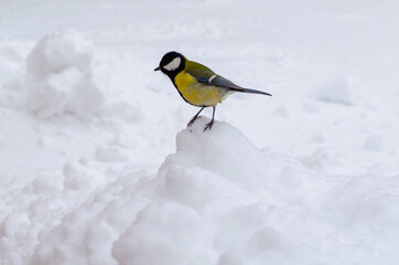 Bird titmouse on a snowy hillock.