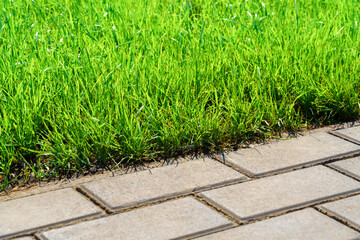 walkway made of paving slabs and green grass as a background, bright sunlight