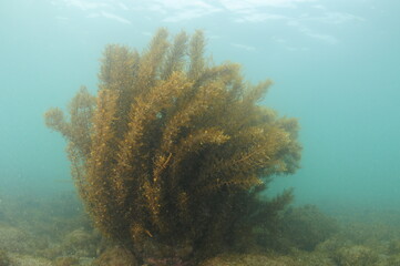 Shrub of brown Cystophora algae on boulder bottom in murky water.