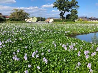 ホテイアオイ