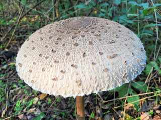 Edible Parasol mushrooms in the woods