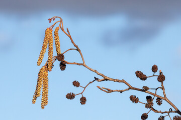 Männliche Blüten und weibliche Knospen der Schwarzerle (Alnus glutinosa) sowie die alten...